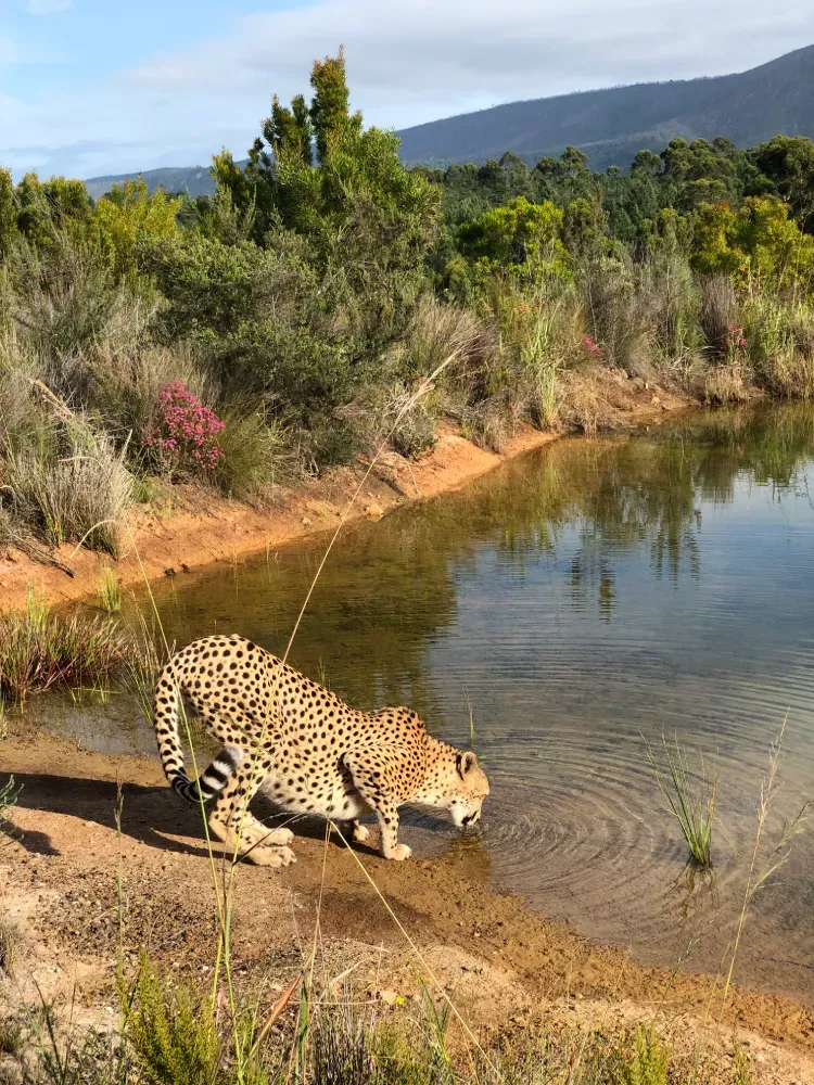 A África do Sul é um destino surpreendente que combina natureza exuberante, safáris emocionantes, vinícolas renomadas e uma rica diversidade cultural. De Cape Town com sua icônica Table Mountain até as savanas do Kruger National Park, o país encanta com paisagens de tirar o fôlego e experiências inesquecíveis. Ideal para quem busca aventura, história e belezas naturais em um só lugar.